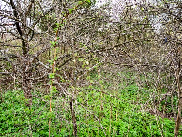 Underbrush Clearing in Waterloo