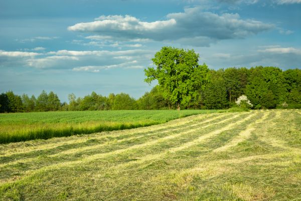 Cost of Vegetation Removal in Waterloo