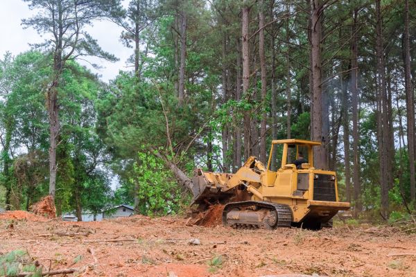 Forest Thinning in Waterloo
